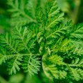 Mugwort Inhalation Therapy: A Comprehensive Overview