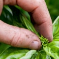 Sage Inhalation Therapy: A Smelling Salts Alternative