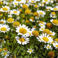 Chamomile Inhalation Therapy: A Natural Alternative
