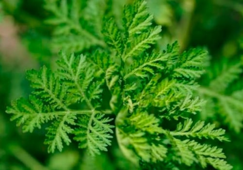 Mugwort Inhalation Therapy: A Comprehensive Overview