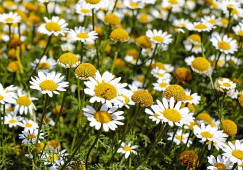 Chamomile Inhalation Therapy: A Natural Alternative